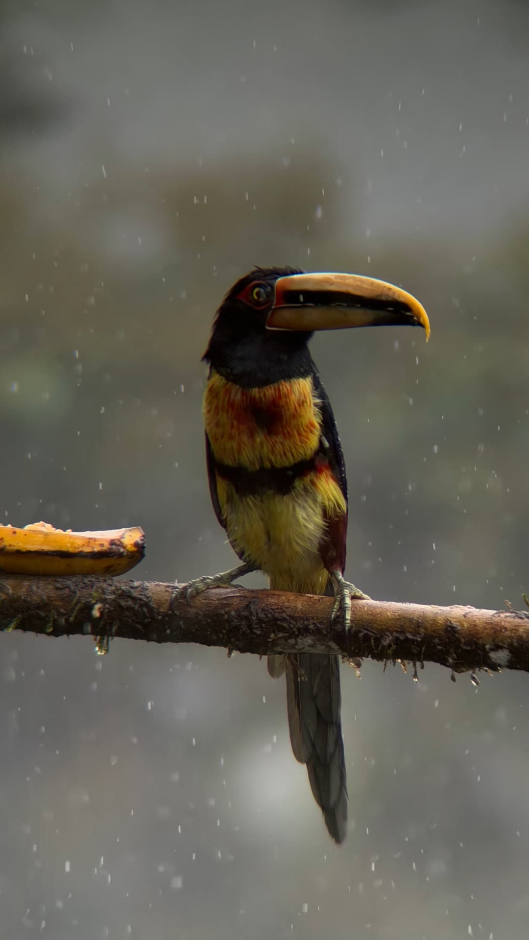 Pale-mandibled Aracari field photograph 2 near Mindo, Ecuador