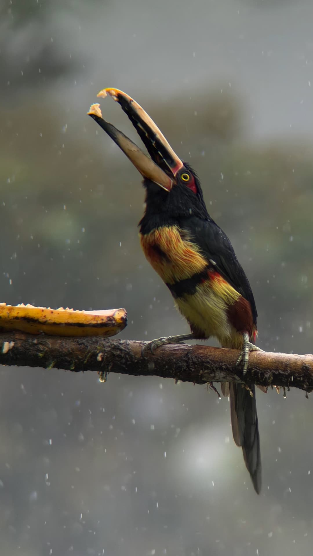 Pale-mandibled Aracari field photograph 3 near Mindo, Ecuador