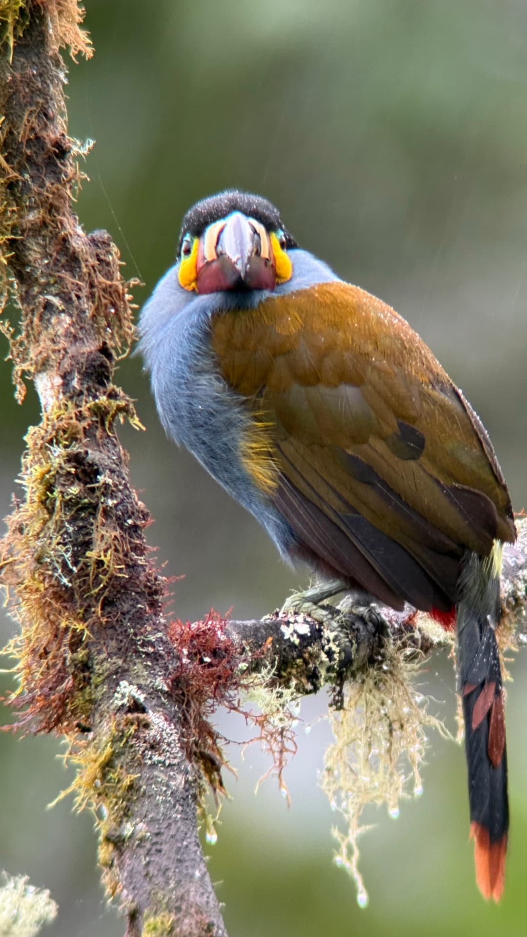 Plate-billed Mountain Toucan perched in the cloud forest near Mindo, Ecuador
