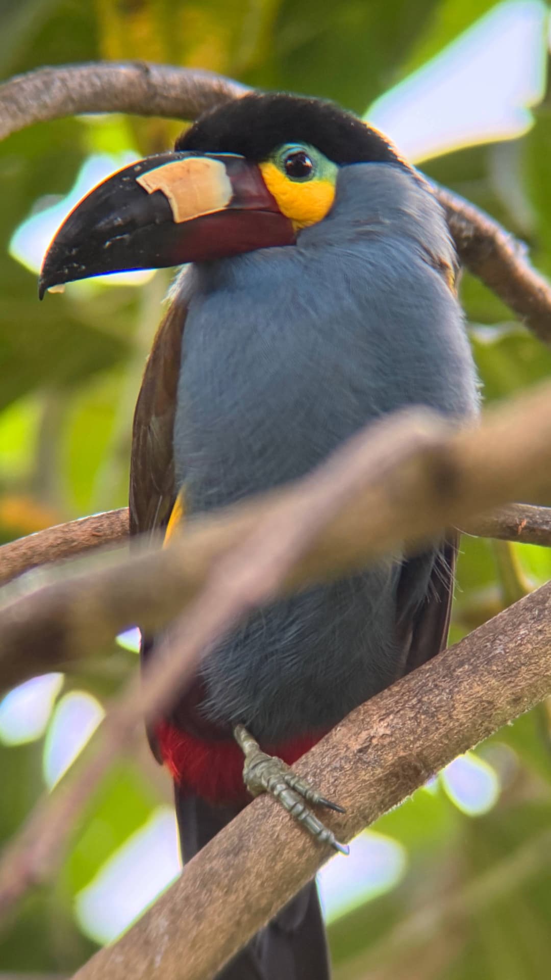 Plate-billed Mountain Toucan showing its distinctive plate-like bill markings