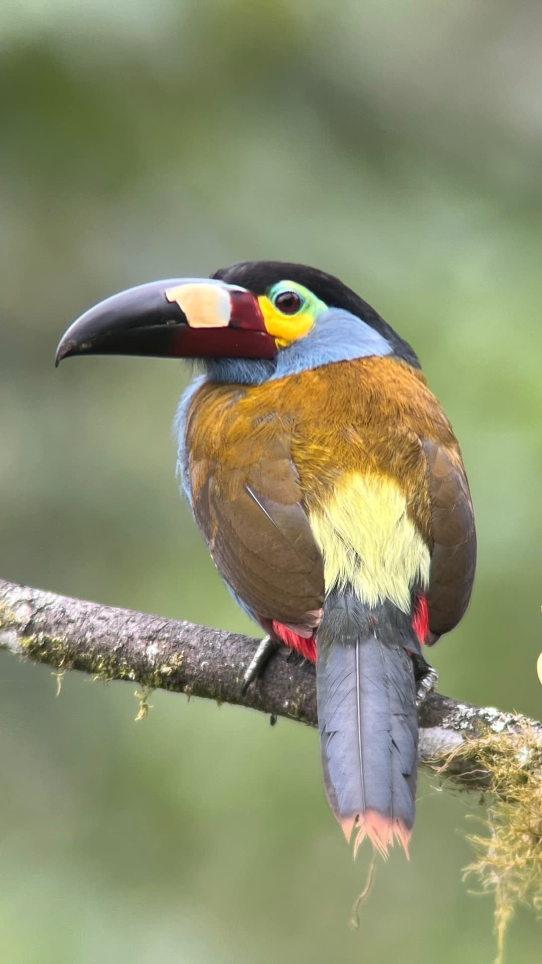 Plate-billed Mountain Toucan photographed in northwest Ecuador cloud forest habitat