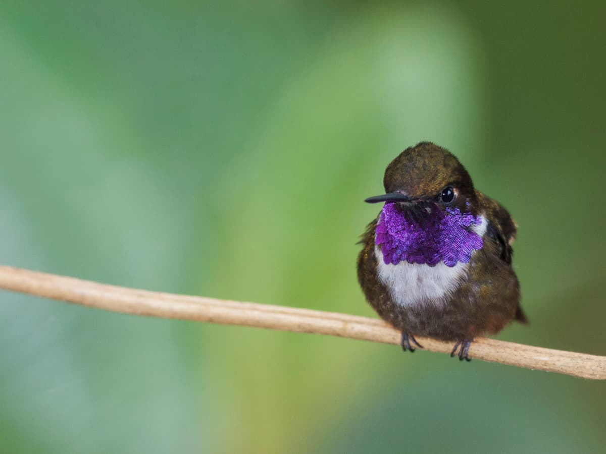 Purple-throated Woodstar in the Mindo cloud forest