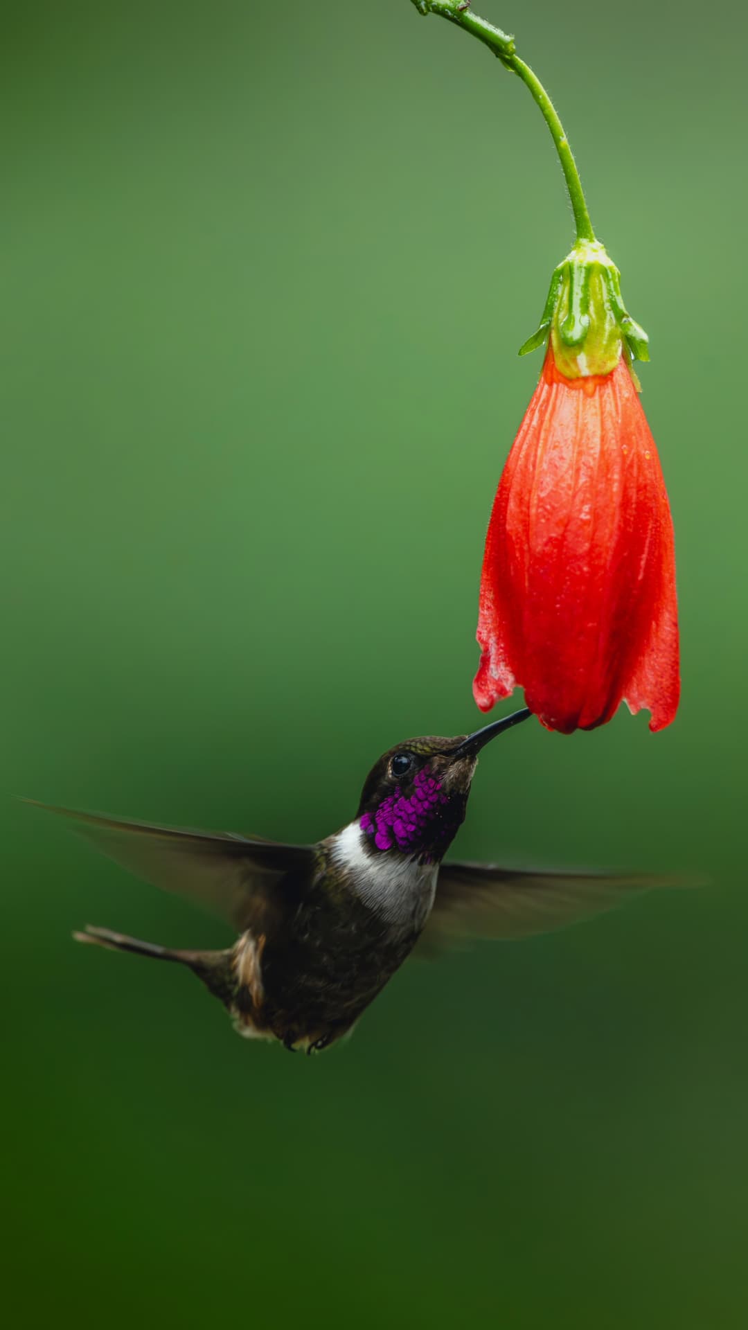 Purple-throated Woodstar field photograph 1 near Mindo, Ecuador