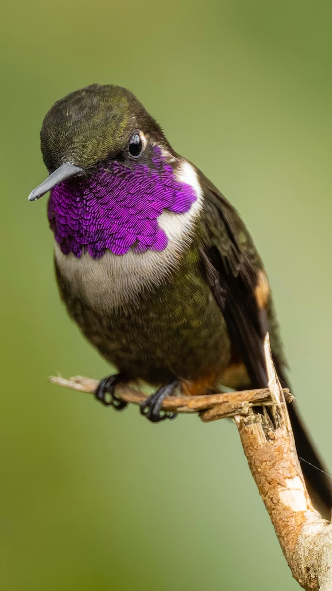 Purple-throated Woodstar in Mindo, Ecuador
