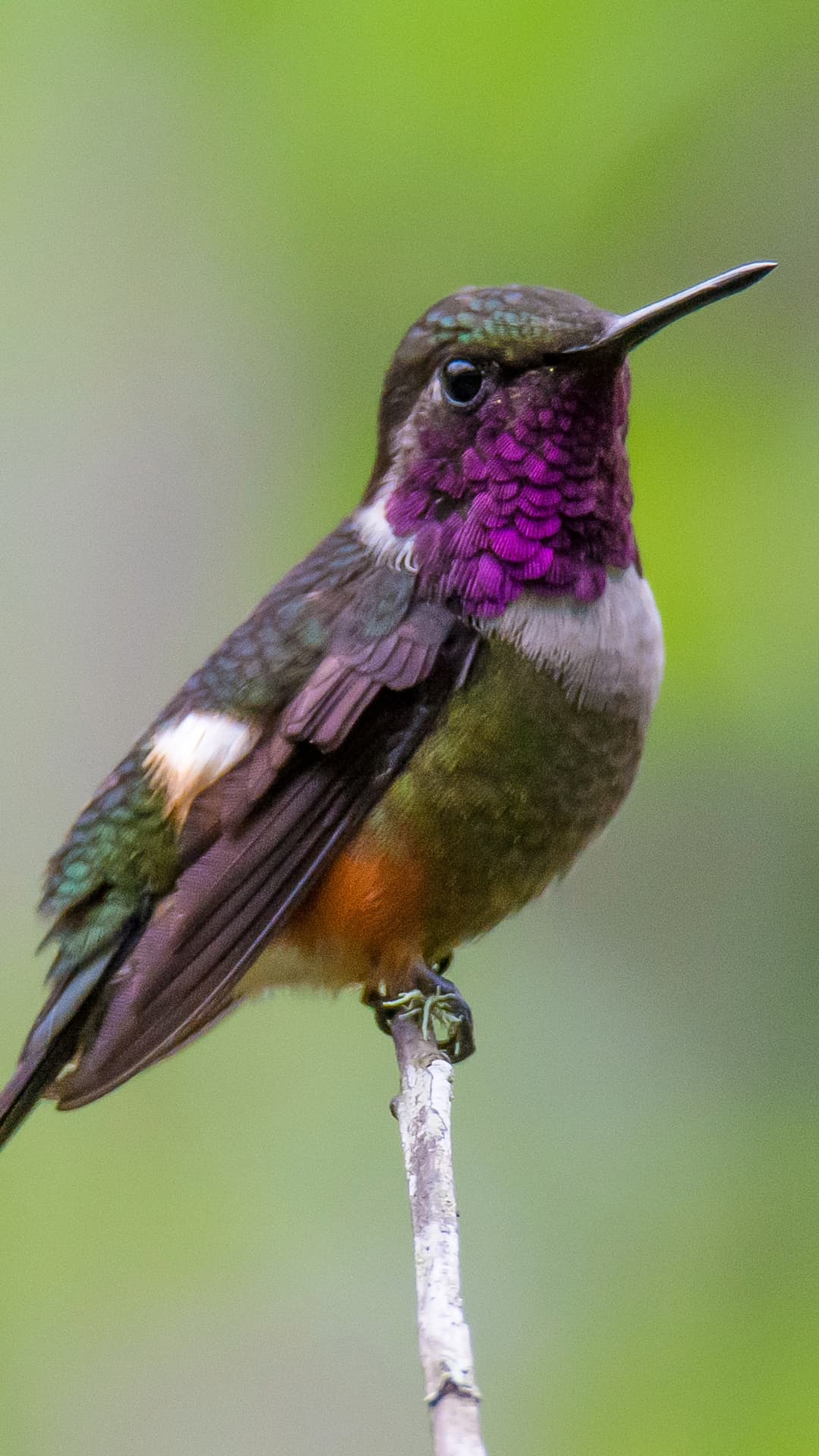 Purple-throated Woodstar field photograph 3 near Mindo, Ecuador