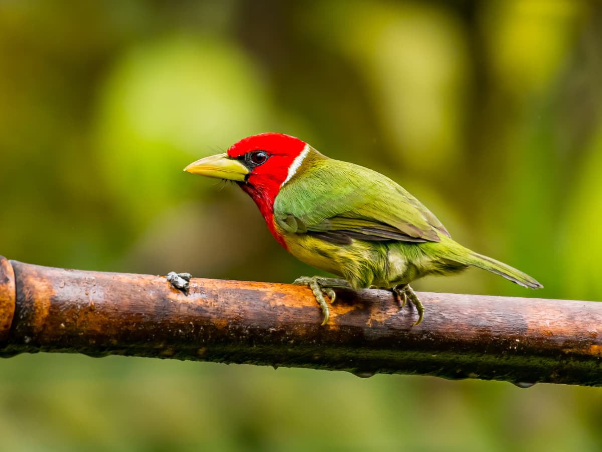 Red-headed Barbet in the Mindo cloud forest