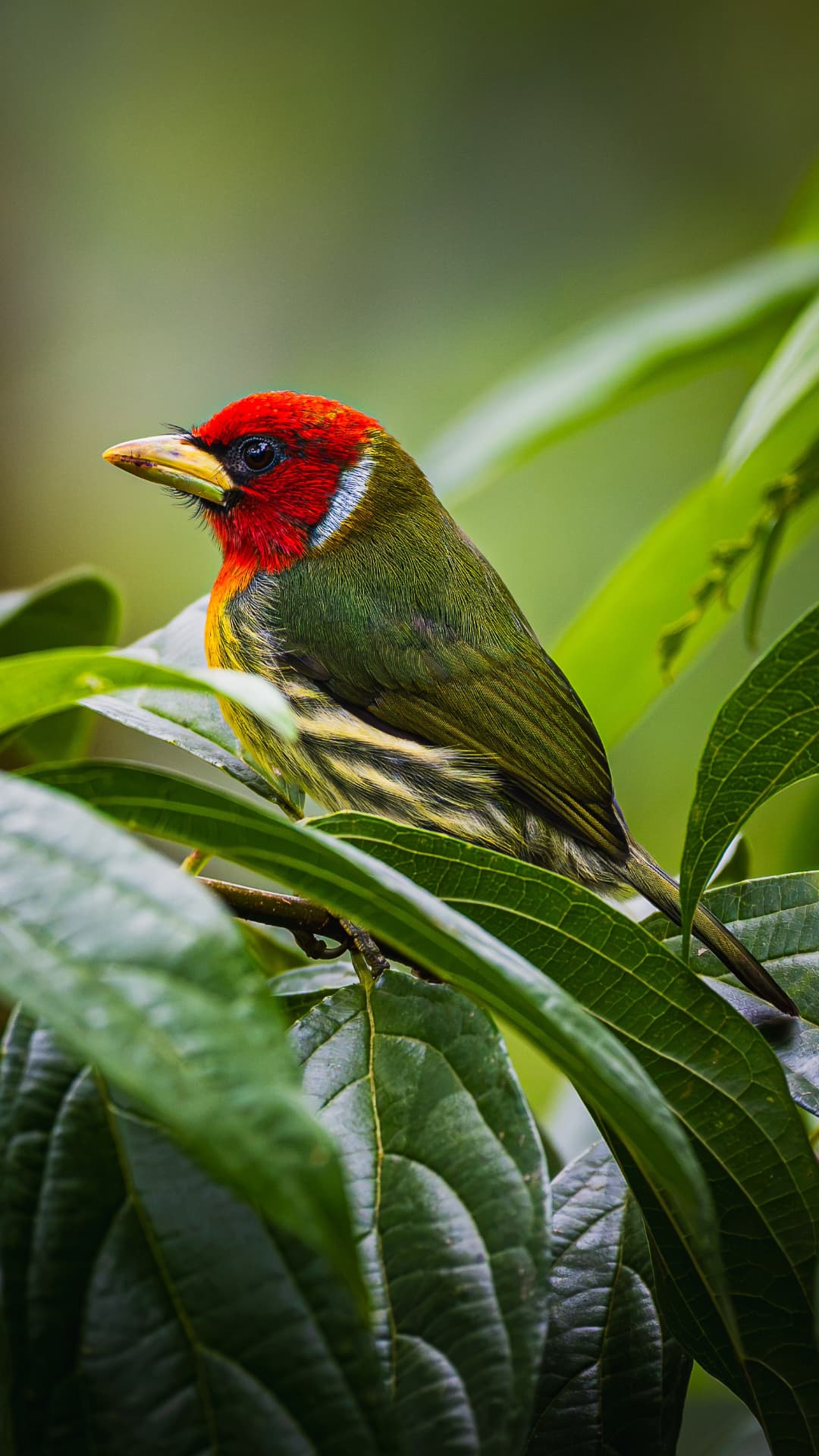 Red-headed Barbet field photograph 1 near Mindo, Ecuador
