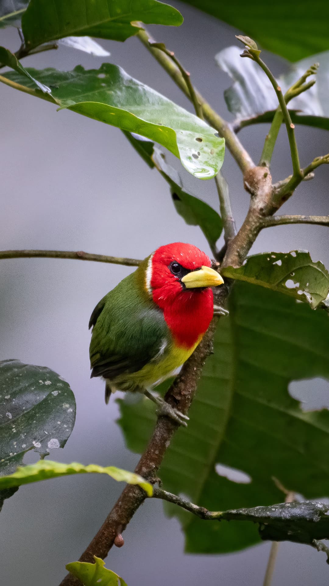 Red-headed Barbet field photograph 2 near Mindo, Ecuador