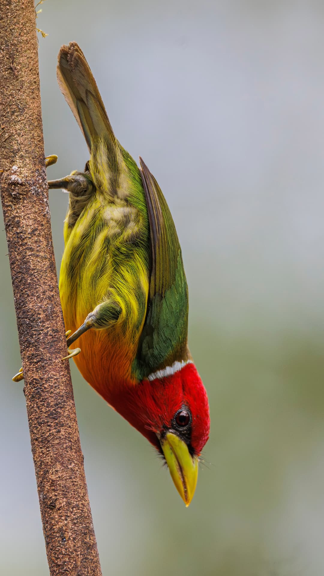 Red-headed Barbet field photograph 3 near Mindo, Ecuador
