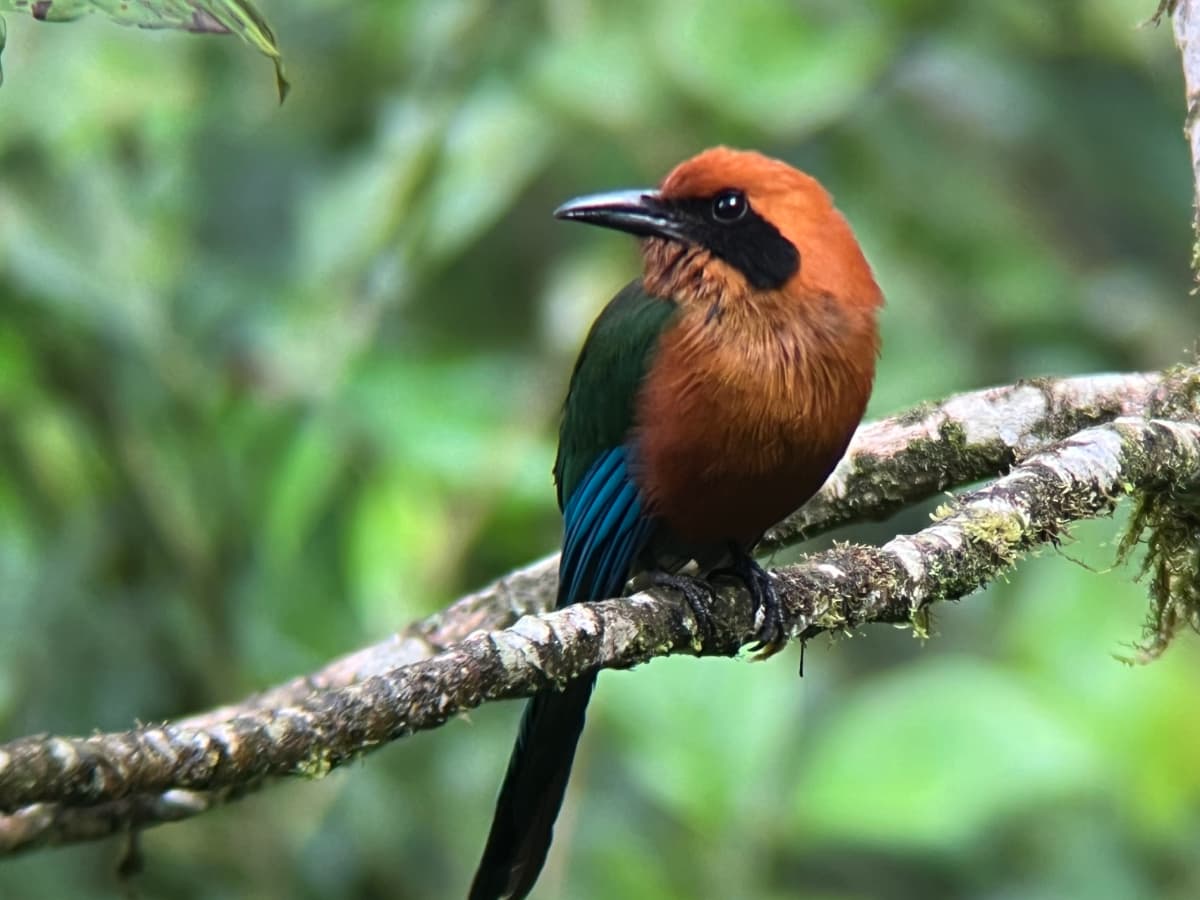 Rufous Motmot in the Mindo cloud forest