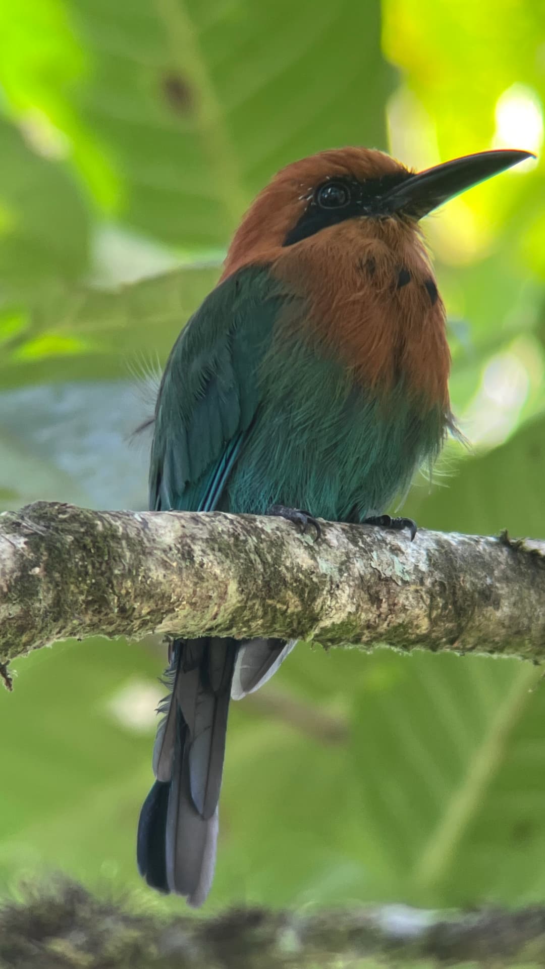 Rufous Motmot field photograph 1 near Mindo, Ecuador