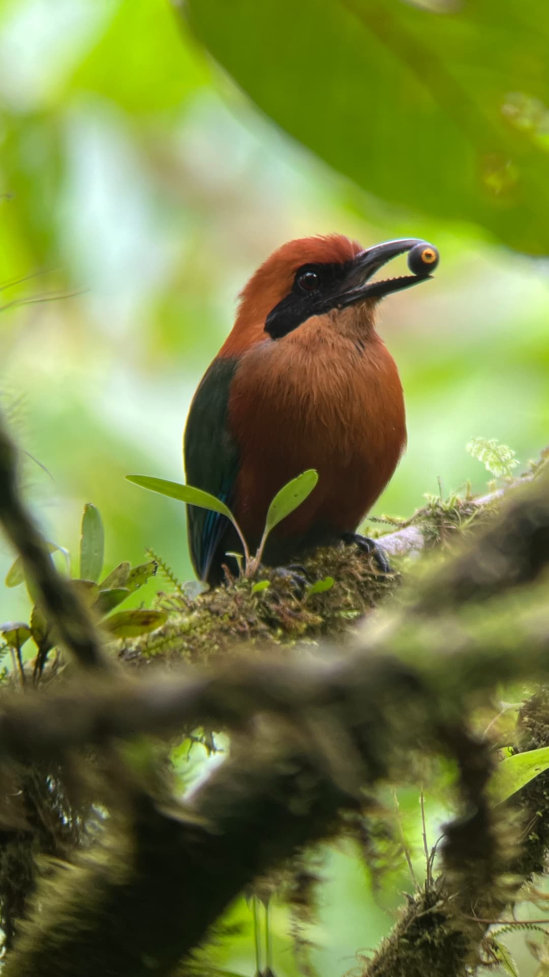 Rufous Motmot field photograph 2 near Mindo, Ecuador