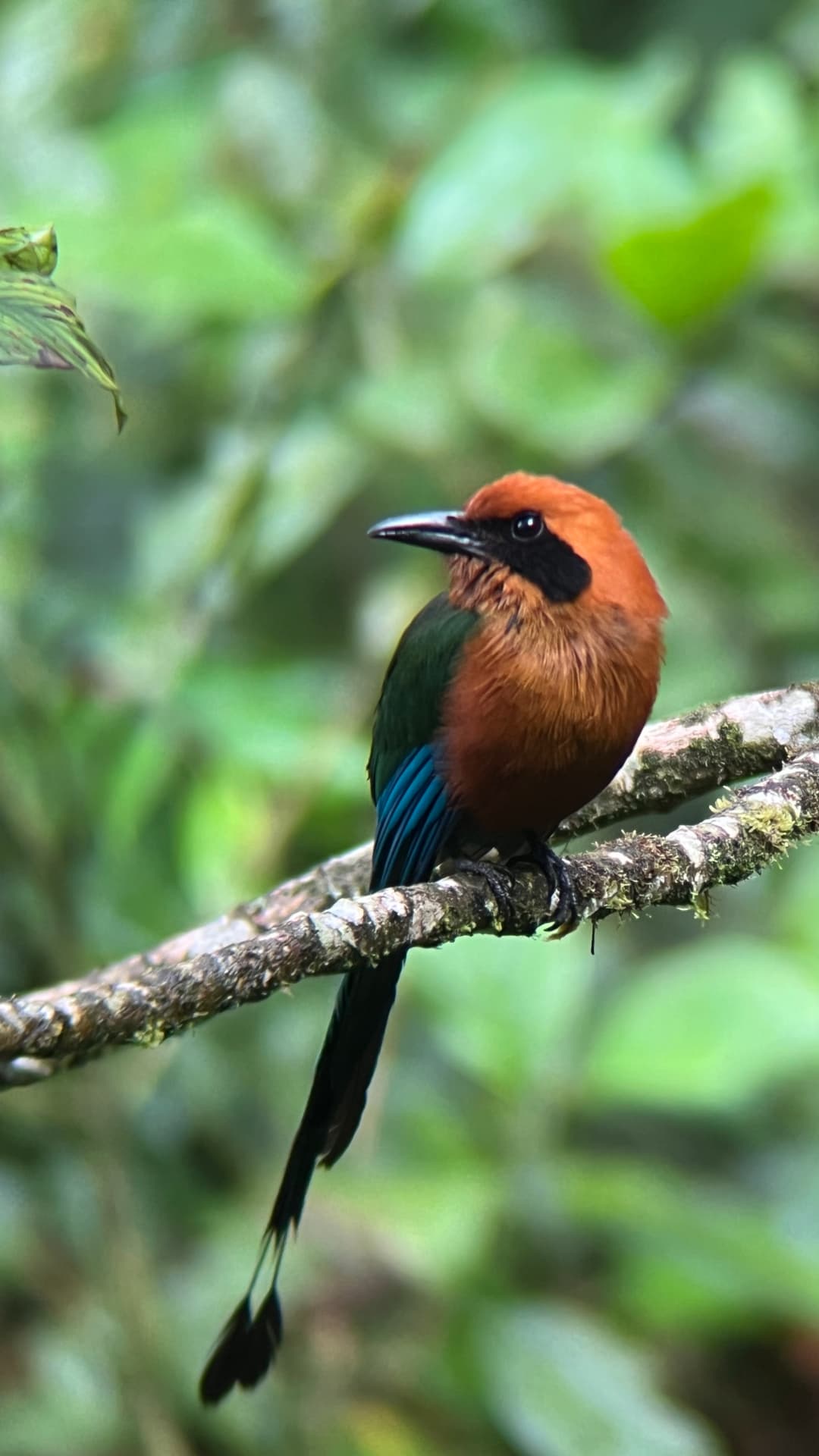 Rufous Motmot field photograph 3 near Mindo, Ecuador