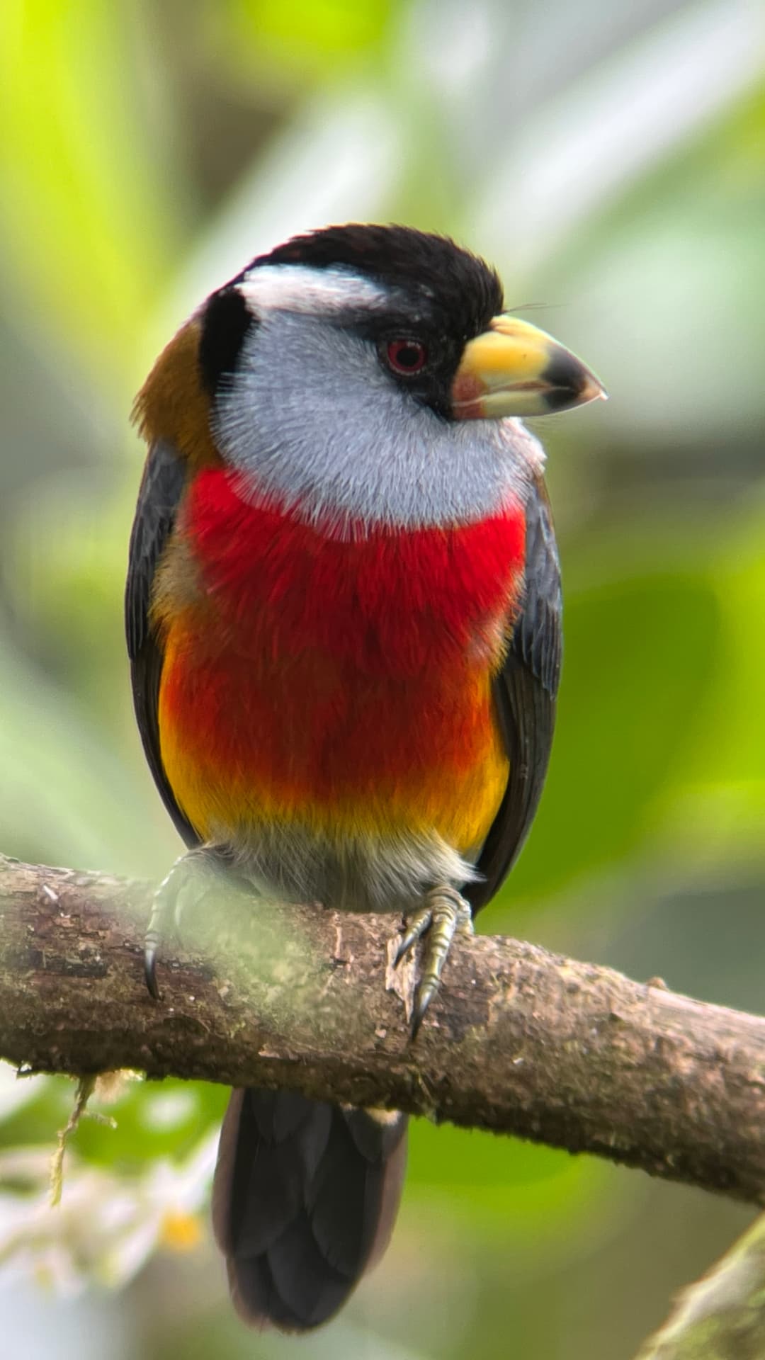 Toucan Barbet showing its colorful face, chest, and heavy bill