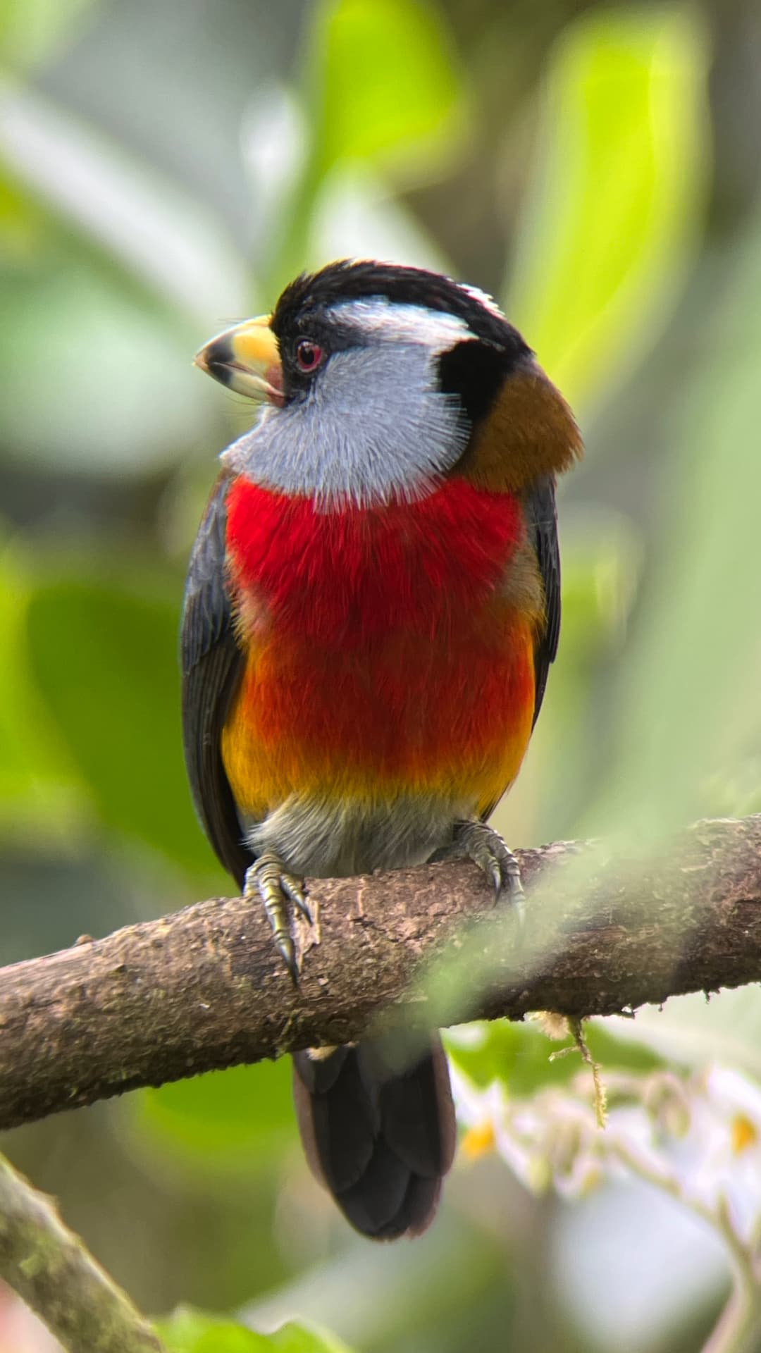 Toucan Barbet photographed on a forest perch near Mindo, Ecuador