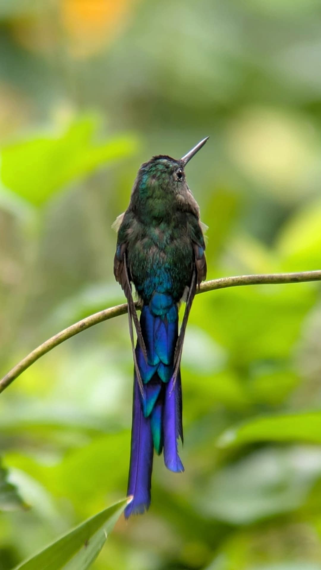 Violet-tailed Sylph field photograph 1 near Mindo, Ecuador