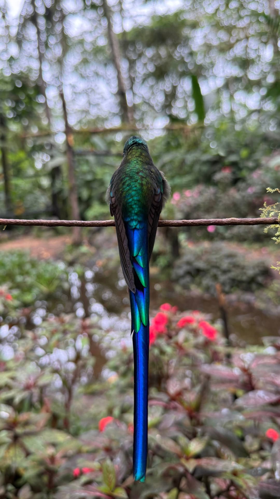 Violet-tailed Sylph field photograph 2 near Mindo, Ecuador