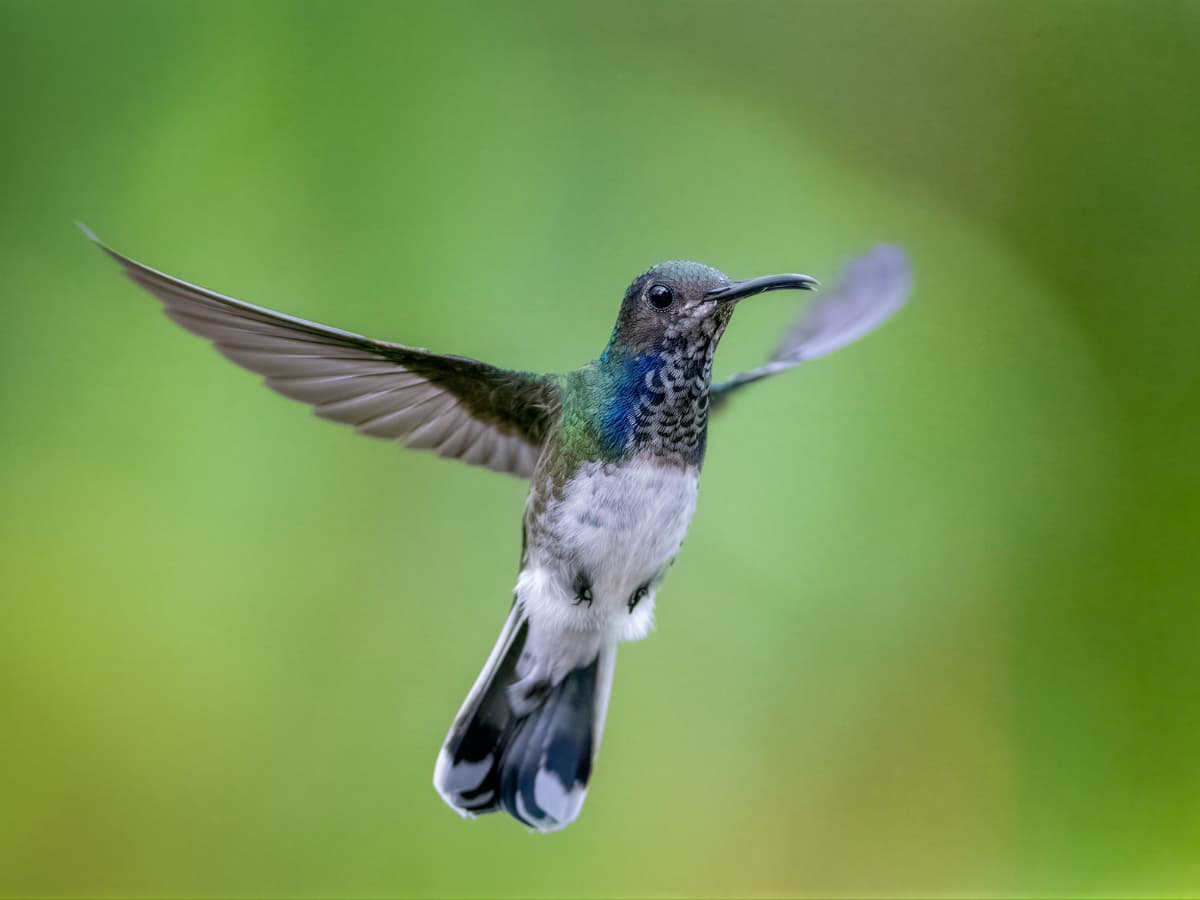 White-necked Jacobin in the Mindo cloud forest
