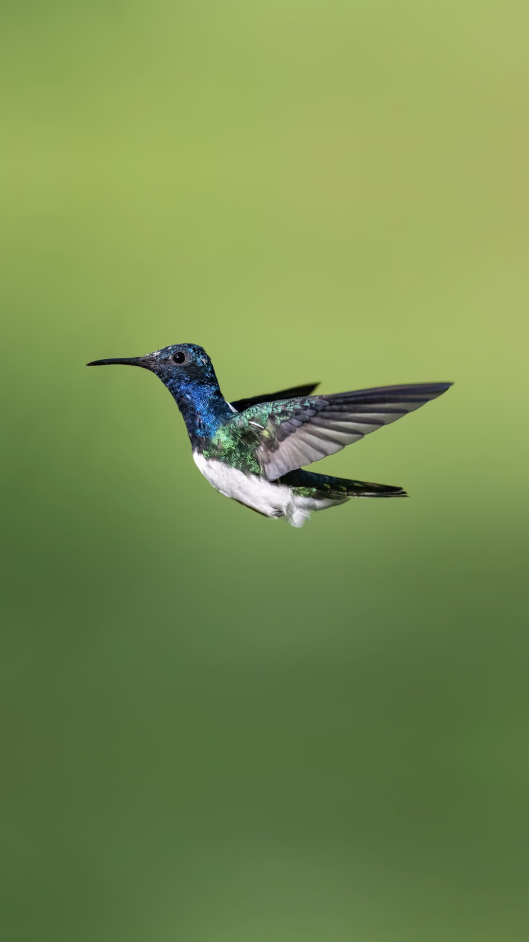 White-necked Jacobin field photograph 1 near Mindo, Ecuador