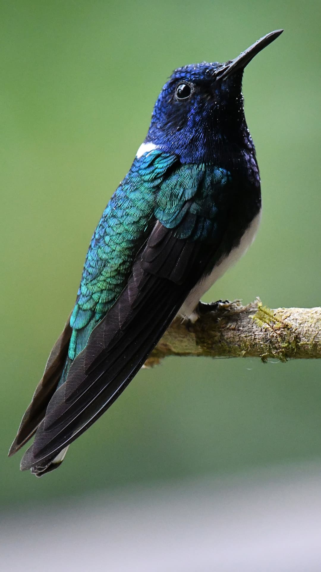 White-necked Jacobin field photograph 2 near Mindo, Ecuador