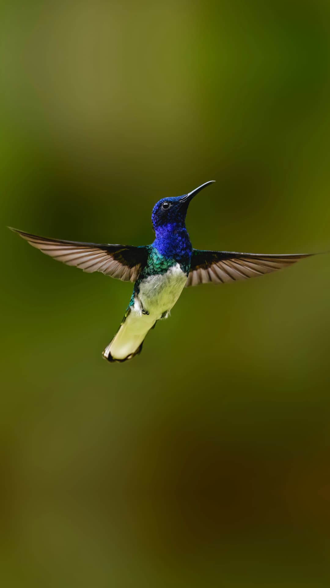 White-necked Jacobin field photograph 3 near Mindo, Ecuador