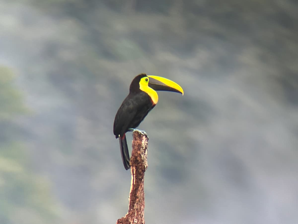 Yellow-throated Toucan in the Mindo cloud forest