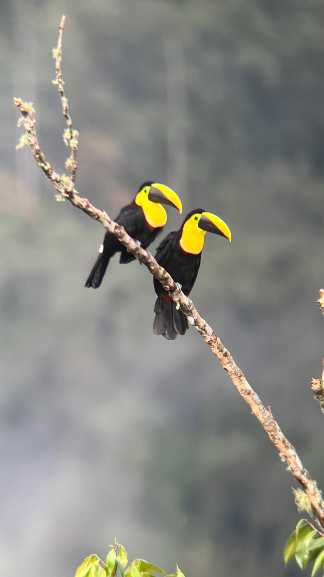 Yellow-throated Toucan field photograph 1 near Mindo, Ecuador