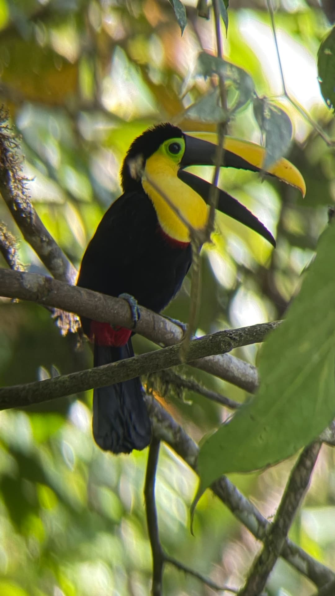 Yellow-throated Toucan field photograph 2 near Mindo, Ecuador