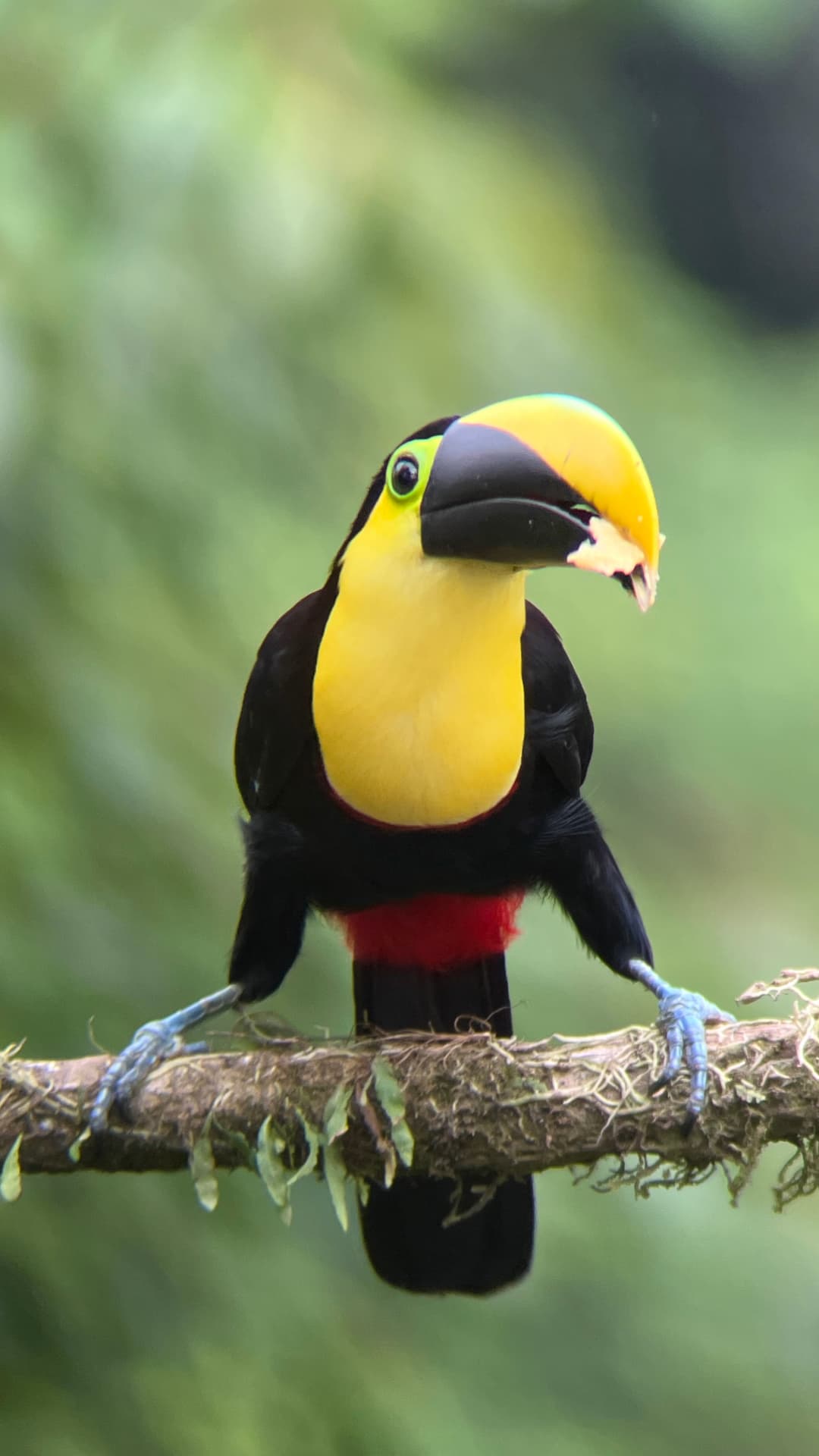 Yellow-throated Toucan field photograph 3 near Mindo, Ecuador