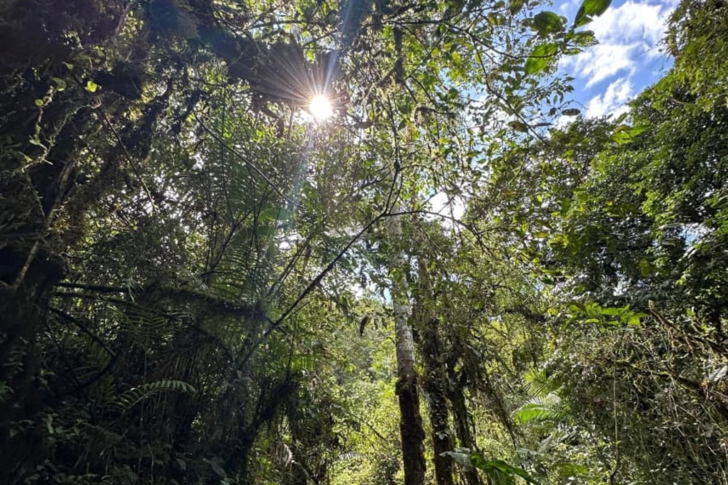 Cloud forest trails in Mindo