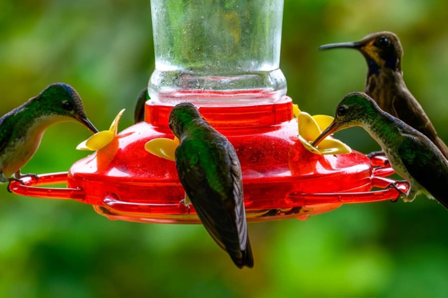 Hummingbirds in Mindo