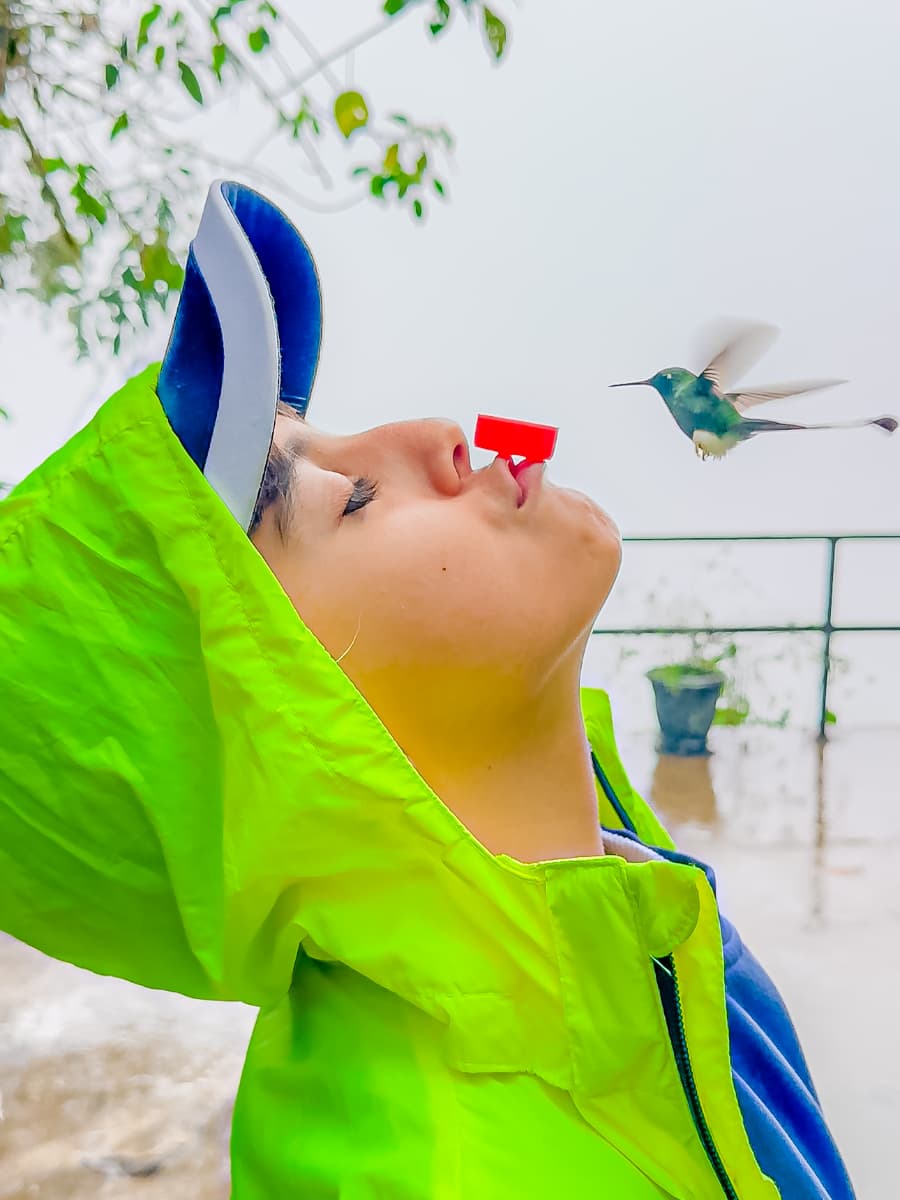 Birding highlights in Mindo