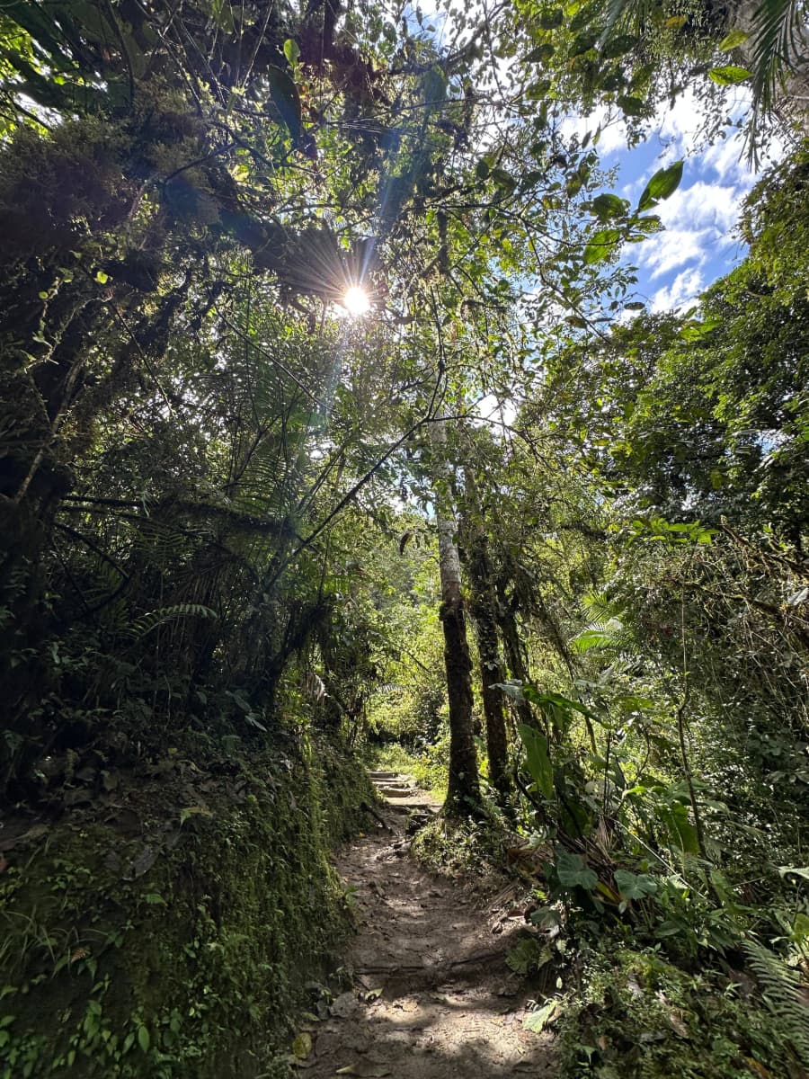 Cloud forest trails in Mindo