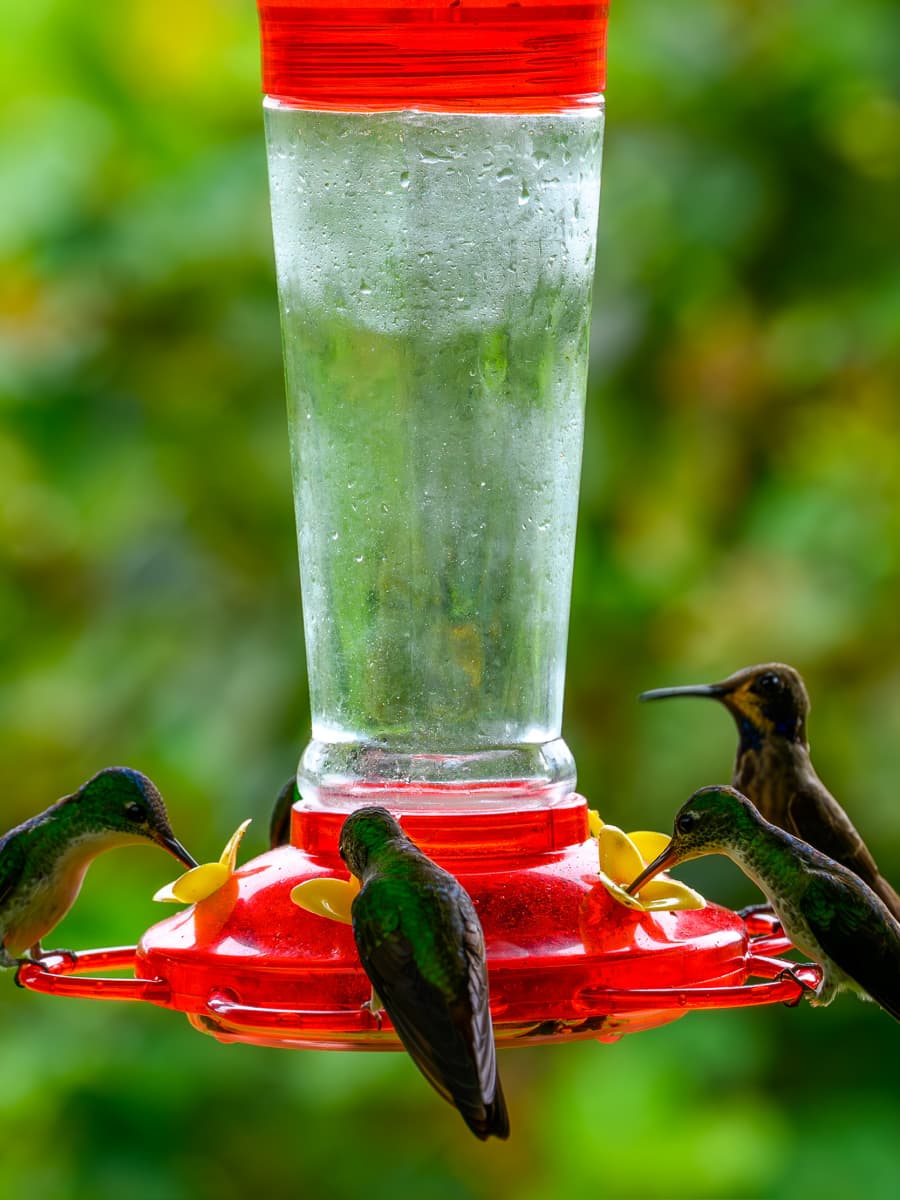 Hummingbirds in Mindo