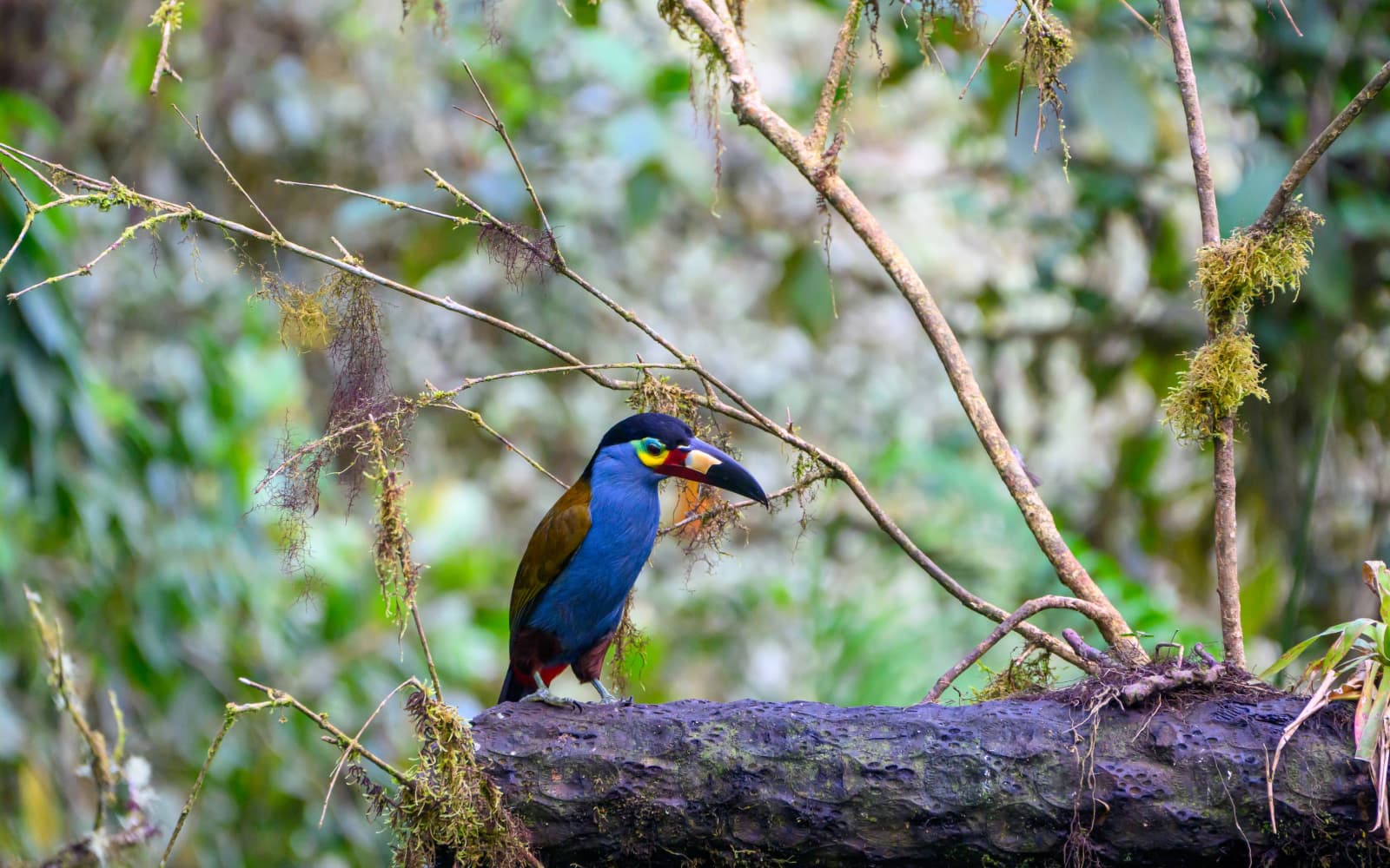 Birdwatching in the Mindo cloud forest