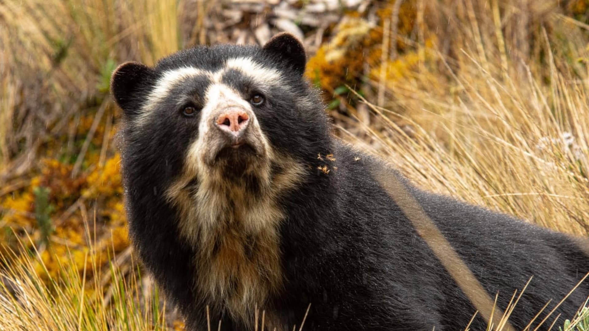 Spectacled bear in Ecuadorian Andean cloud forest habitat