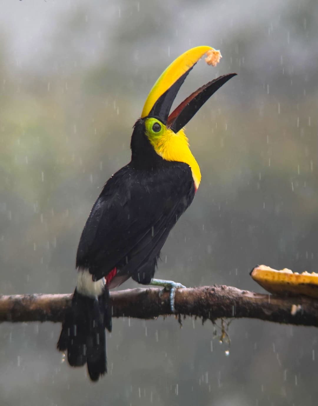 Toucan in the cloud forest