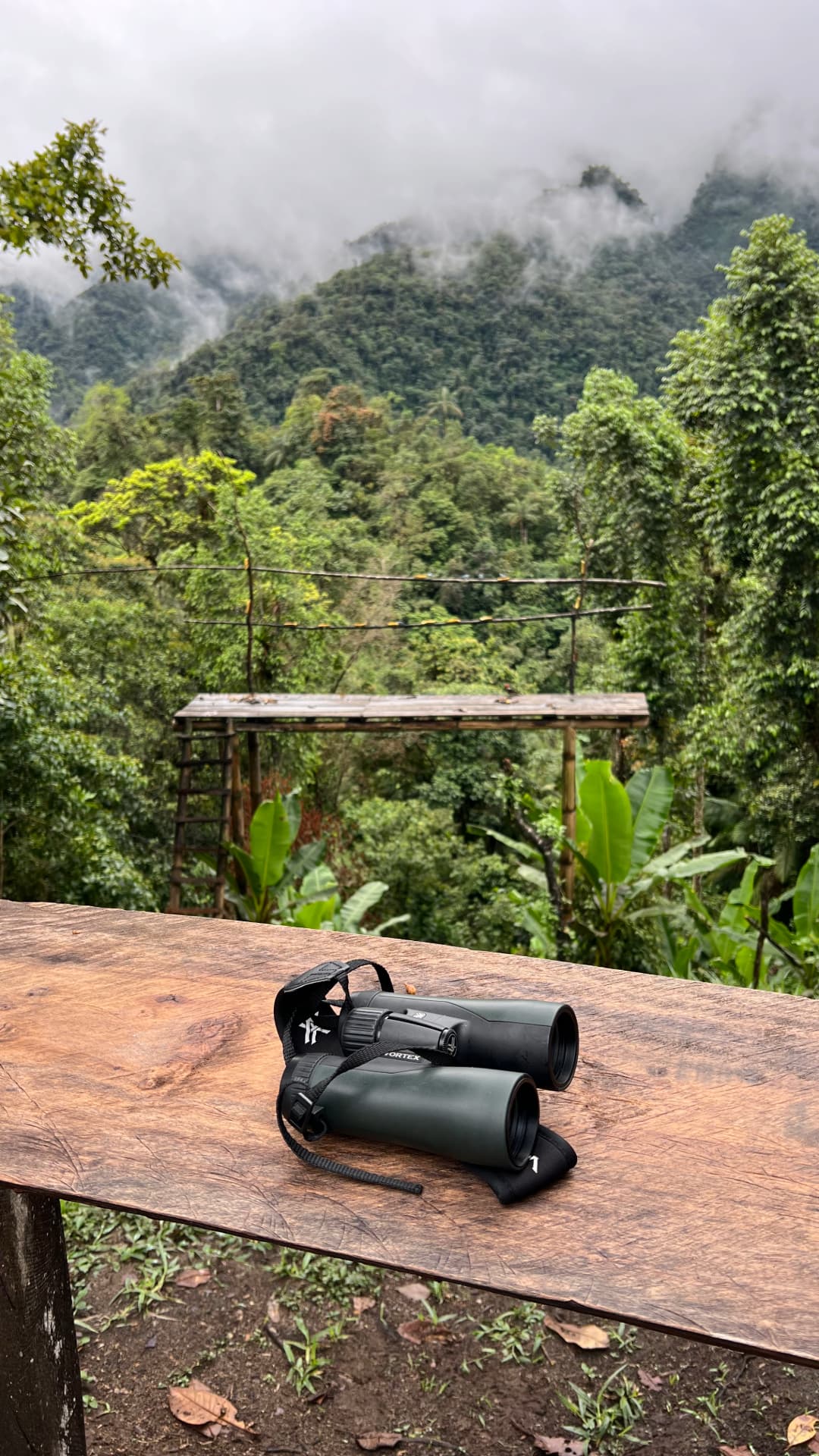 Custom private birding tour in Ecuador