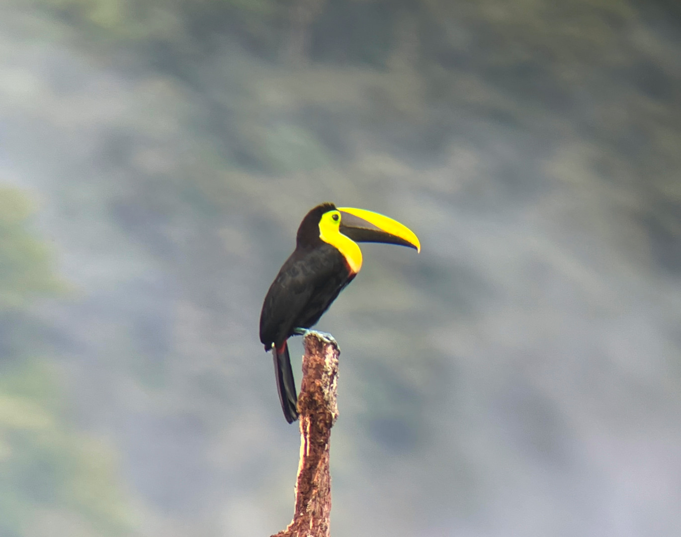Bird watching in Mindo, Ecuador with a local guide