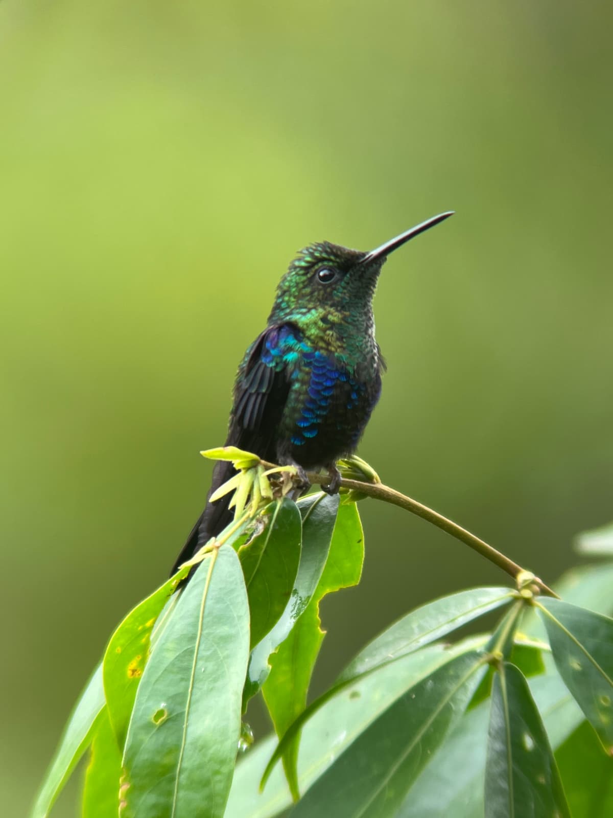 Hummingbirds at a feeder garden in Mindo Ecuador