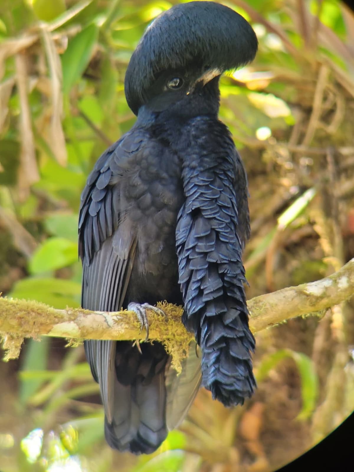 Ecuador birding calendar planning with Mindo cloud forest and local guide context