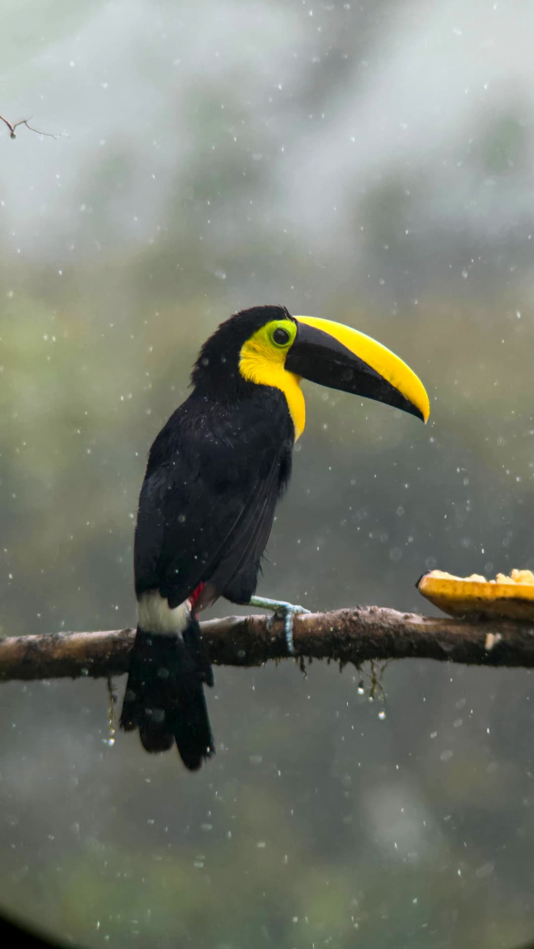 Bird watching in Ecuador