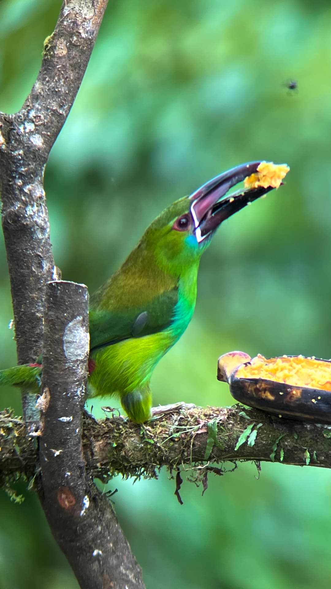 Bird species in Mindo, Ecuador
