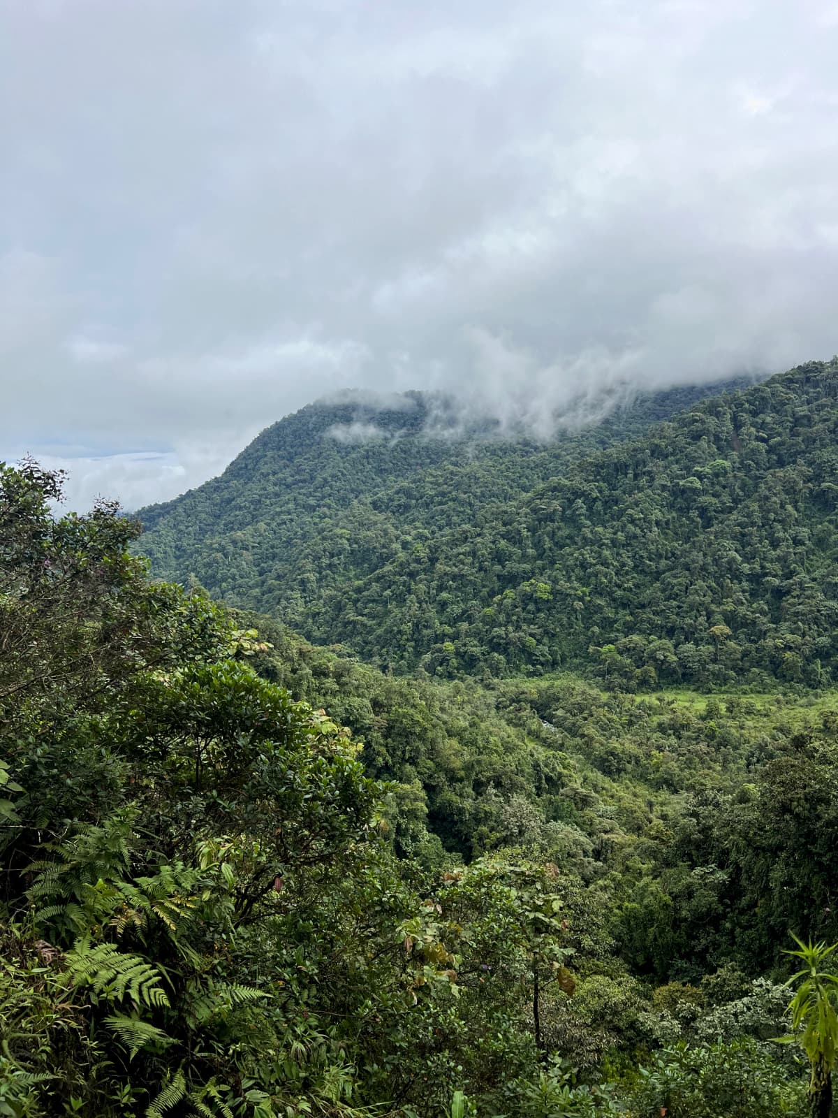 Birdwatching in Mindo cloud forest, Ecuador