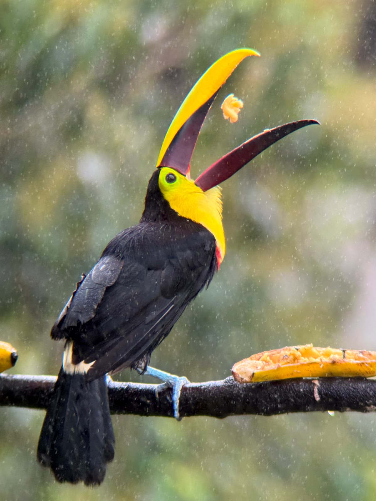 Ecuador toucan photography with Mindo cloud forest, Choco Andino routes, light, and ethical field planning