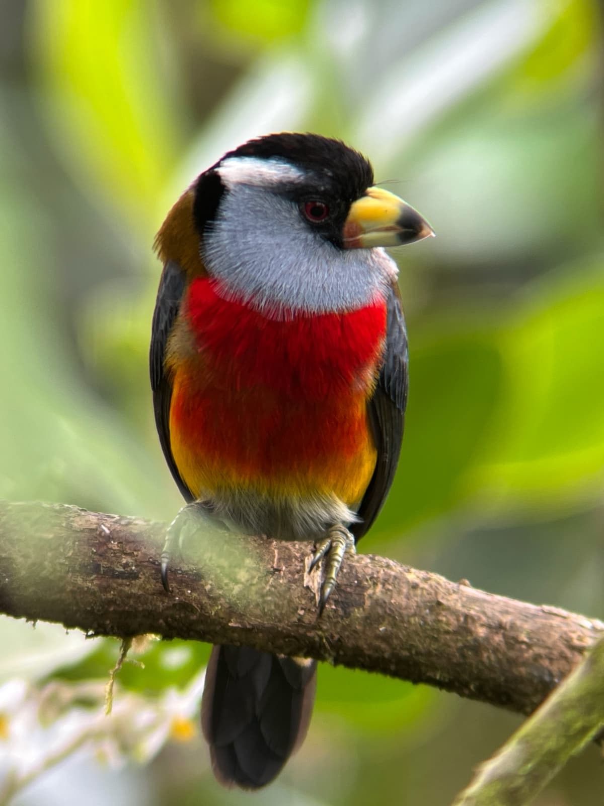 Ecuador birdwatching planning with Mindo cloud forest and local birding guide context
