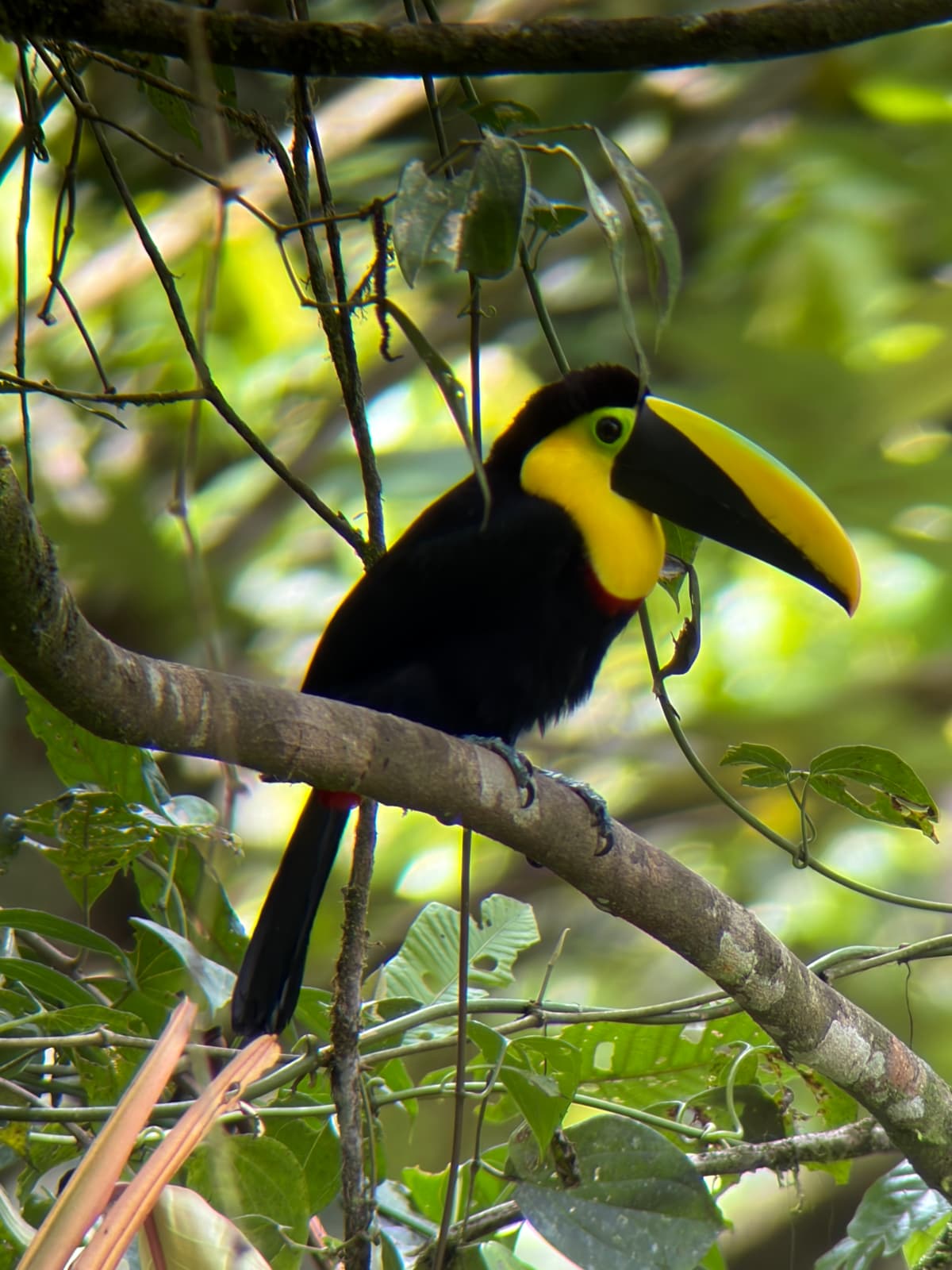 Mindo Ecuador cloud forest bird species planning with local guide