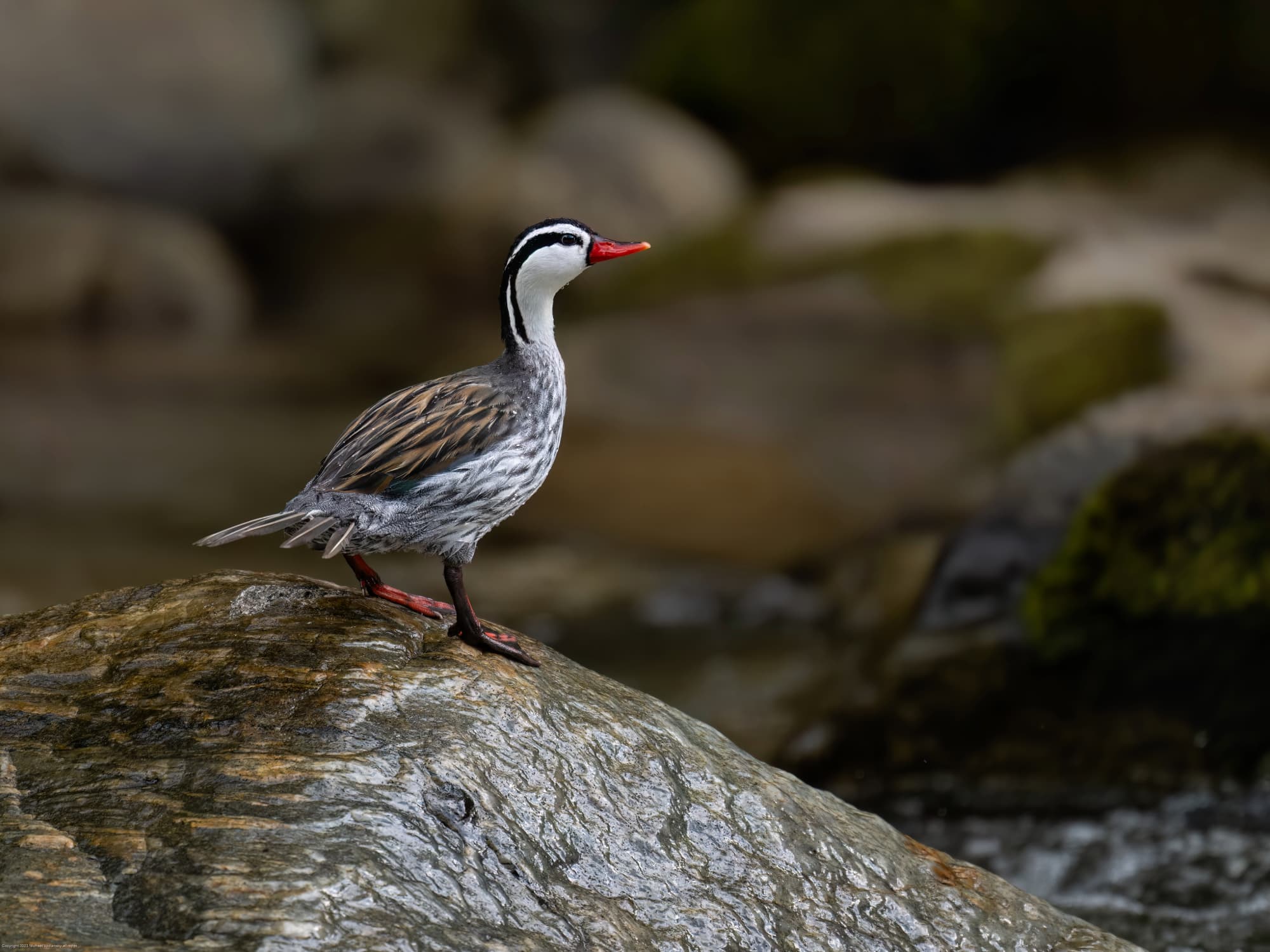 Hábitat de río y valle para aves cerca de Mindo