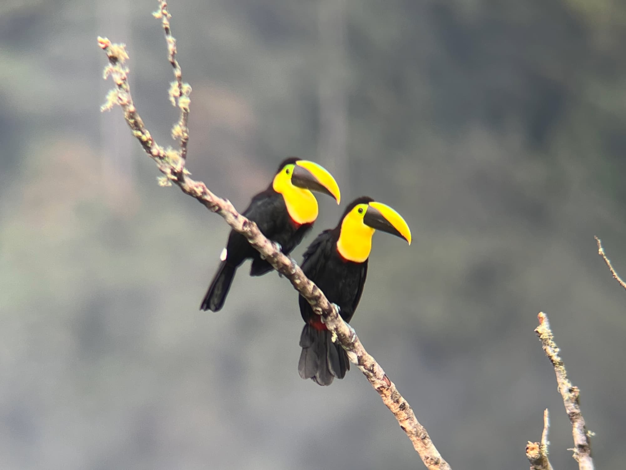 Tucanes y barbets objetivo en una ruta de aves en Mindo