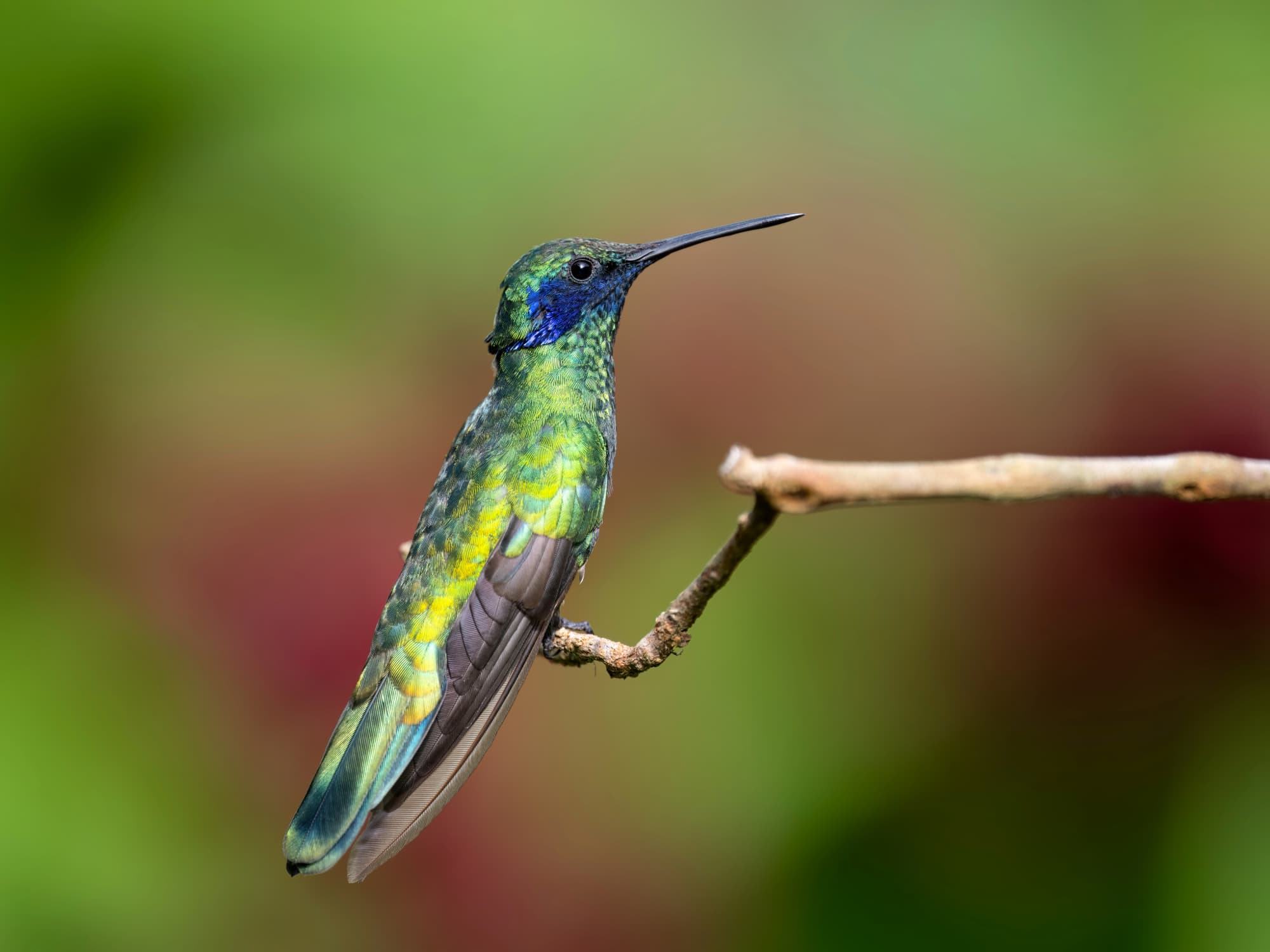 Ecuador hummingbird photography planning with Mindo cloud forest, feeders, local guide support, and bird photography context